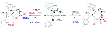 Graphical abstract: Dimerization of terminal alkynes promoted by a heterobimetallic Zr/Co complex