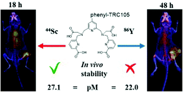 Graphical abstract: Coordination chemistry of [Y(pypa)]− and comparison immuno-PET imaging of [44Sc]Sc- and [86Y]Y-pypa-phenyl-TRC105