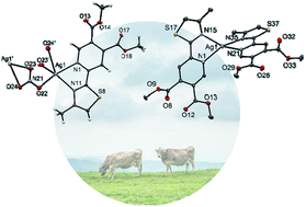 Graphical abstract: Silver(i) complexes with different pyridine-4,5-dicarboxylate ligands as efficient agents for the control of cow mastitis associated pathogens