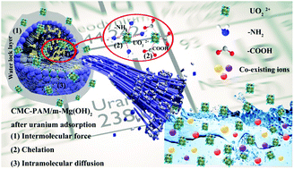Graphical abstract: Water-locking molecule-assisted fabrication of nature-inspired Mg(OH)2 for highly efficient and economical uranium capture