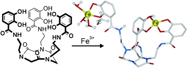 Graphical abstract: Peptoid-based siderophore mimics as dinuclear Fe3+ chelators