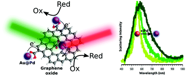Graphical abstract: Photoinduced electron transfer dynamics of AuNPs and Au@PdNPs supported on graphene oxide probed by dark-field hyperspectral microscopy