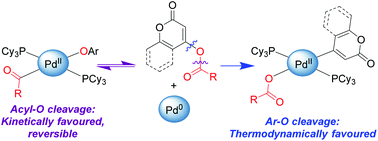 Graphical abstract: Oxidative addition of activated aryl-carboxylates to Pd(0): divergent reactivity dependant on temperature and structure