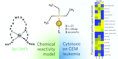 Graphical abstract: The leaving group in Au(i)–phosphine compounds dictates cytotoxic pathways in CEM leukemia cells and reactivity towards a Cys2His2 model zinc finger