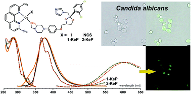 Graphical abstract: New anticandidal Cu(i) complexes with neocuproine and ketoconazole derived diphenyl(aminomethyl)phosphane: luminescence properties for detection in fungal cells
