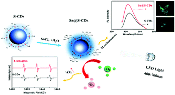 Graphical abstract: Sn4+ complexation with sulfonated-carbon dots in pursuit of enhanced fluorescence and singlet oxygen quantum yield