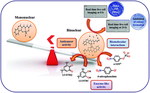 Graphical abstract: Thiosemicarbazone(s)-anchored water soluble mono- and bimetallic Cu(ii) complexes: enzyme-like activities, biomolecular interactions, anticancer property and real-time live cytotoxicity