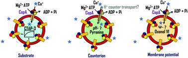 Graphical abstract: Transmembrane Cu(i) P-type ATPase pumps are electrogenic uniporters