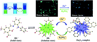 Graphical abstract: A new half-condensed Schiff base platform: structures and sensing of Zn2+ and H2PO4− ions in an aqueous medium