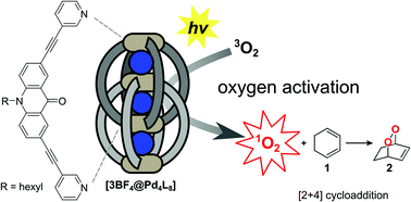 Graphical abstract: Substrate and product binding inside a stimuli-responsive coordination cage acting as a singlet oxygen photosensitizer