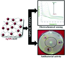 Graphical abstract: A sustainable approach for graphene–oxide surface decoration using Oxalis corniculata leaf extract–derived silver nanoparticles: their antibacterial activities and electrochemical sensing