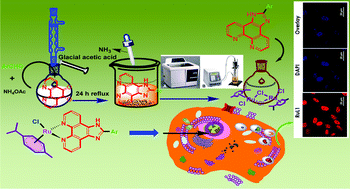 Graphical abstract: Hypoxia efficient and glutathione-resistant cytoselective ruthenium(ii)-p-cymene-arylimidazophenanthroline complexes: biomolecular interaction and live cell imaging