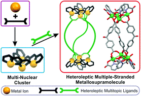 Graphical abstract: Recent advances in heteroleptic multiple-stranded metallosupramolecules