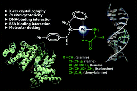 Graphical abstract: Potent cyclometallated Pd(ii) antitumor complexes bearing α-amino acids: synthesis, structural characterization, DNA/BSA binding, cytotoxicity and molecular dynamics simulation