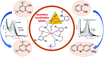 Graphical abstract: A facile biomimetic catalytic activity through hydrogen atom abstraction by the secondary coordination sphere in manganese(iii) complexes