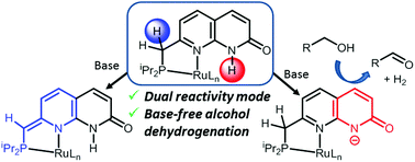 Graphical abstract: Proton-responsive naphthyridinone-based RuII complexes and their reactivity with water and alcohols