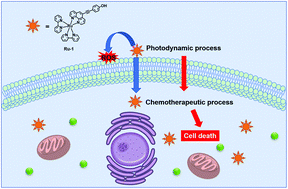 Graphical abstract: Photoinduced synergistic cytotoxicity towards cancer cells via Ru(ii) complexes