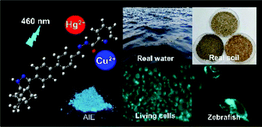 Graphical abstract: Nopinone-based AIE-active dual-functional fluorescent chemosensor for Hg2+ and Cu2+ and its environmental and biological applications