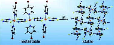 Graphical abstract: Thermodynamically metastable chain and stable layered Co(NCS)2 coordination polymers: thermodynamic relations and magnetic properties