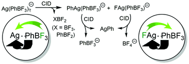 Graphical abstract: Dissecting transmetalation reactions at the molecular level: C–B versus F–B bond activation in phenyltrifluoroborate silver complexes