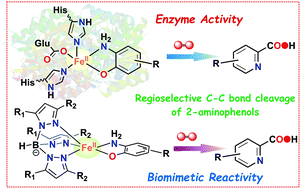 Graphical abstract: Tuning the stereoelectronic factors of iron(ii)-2-aminophenolate complexes for the reaction with dioxygen: oxygenolytic C–C bond cleavage vs. oxidation of complex