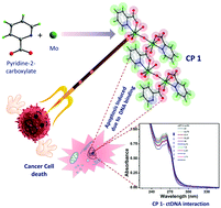 Graphical abstract: A Mo(vi) based coordination polymer as an antiproliferative agent against cancer cells