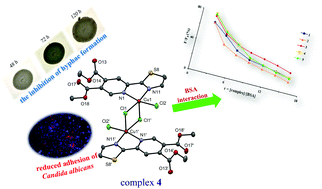 Graphical abstract: Tailoring copper(ii) complexes with pyridine-4,5-dicarboxylate esters for anti-Candida activity