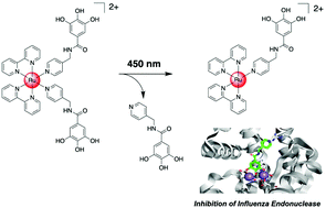 Graphical abstract: Photorelease of a metal-binding pharmacophore from a Ru(ii) polypyridine complex