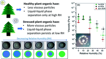 Graphical abstract: Viscosity and liquid–liquid phase separation in healthy and stressed plant SOA