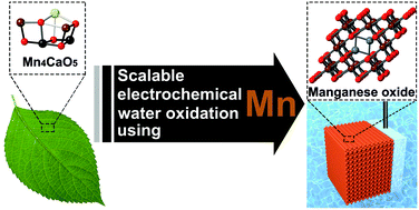 Graphical abstract: Manganese oxide-based heterogeneous electrocatalysts for water oxidation