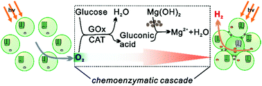 Graphical abstract: Engineering a chemoenzymatic cascade for sustainable photobiological hydrogen production with green algae