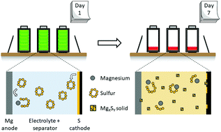 Graphical abstract: Self-discharge of magnesium–sulfur batteries leads to active material loss and poor shelf life