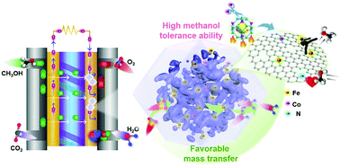 Graphical abstract: Methanol tolerance of atomically dispersed single metal site catalysts: mechanistic understanding and high-performance direct methanol fuel cells