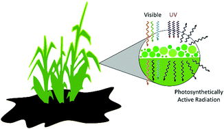 Graphical abstract: A phytophotonic approach to enhanced photosynthesis