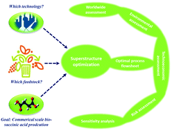 Graphical abstract: Sustainable bio-succinic acid production: superstructure optimization, techno-economic, and lifecycle assessment