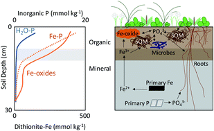Graphical abstract: Iron and iron-bound phosphate accumulate in surface soils of ice-wedge polygons in arctic tundra