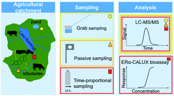 Graphical abstract: Natural estrogens in surface waters of a catchment with intensive livestock farming in Switzerland