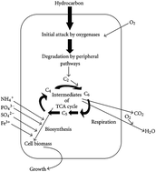 Graphical abstract: Advances in research on petroleum biodegradability in soil