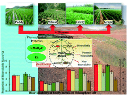 Graphical abstract: Divergent response of heavy metal bioavailability in soil rhizosphere to agricultural land use change from paddy fields to various drylands