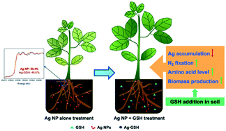Graphical abstract: Dual roles of glutathione in silver nanoparticle detoxification and enhancement of nitrogen assimilation in soybean (Glycine max (L.) Merrill)