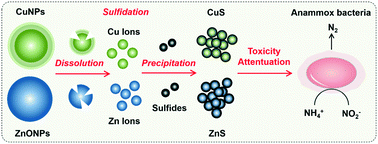 Graphical abstract: Sulfidation attenuates the adverse impacts of metallic nanoparticles on anammox from the perspective of chronic exposure