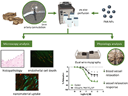 Graphical abstract: Polyacrylic acid coated nanoparticles elicit endothelial cell apoptosis and diminish vascular relaxation in ex vivo perfused iliac arteries of the cane toad (Rhinella marina)