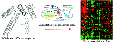 Graphical abstract: Toxicity of single-walled carbon nanotubes (SWCNTs): effect of lengths, functional groups and electronic structures revealed by a quantitative toxicogenomics assay