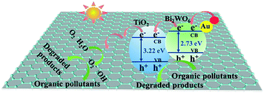 Graphical abstract: 3D heterogeneous CTF@TiO2/Bi2WO6/Au hybrid supported by hollow carbon tubes and its efficient photocatalytic performance in the UV-vis range