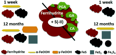 Graphical abstract: Organic matter influences transformation products of ferrihydrite exposed to sulfide
