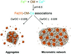 Graphical abstract: How does calcium drive the structural organization of iron–organic matter aggregates? A multiscale investigation