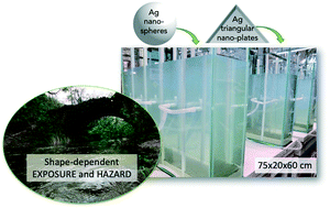 Graphical abstract: The shape and speciation of Ag nanoparticles drive their impacts on organisms in a lotic ecosystem