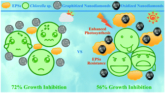 Graphical abstract: An overlooked effect induced by surface modification: different molecular response of Chlorella pyrenoidosa to graphitized and oxidized nanodiamonds
