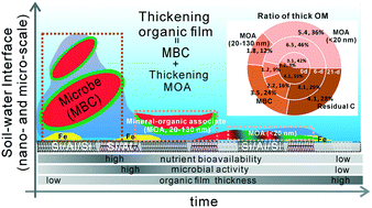 Graphical abstract: Direct evidence for thickening nanoscale organic films at soil biogeochemical interfaces and its relevance to organic matter preservation