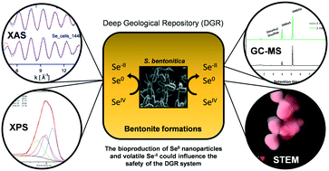 Graphical abstract: Chemical and structural characterization of SeIV biotransformations by Stenotrophomonas bentonitica into Se0 nanostructures and volatiles Se species